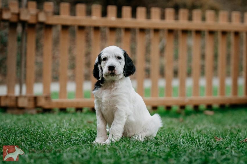 Anglický setr - štěňátka