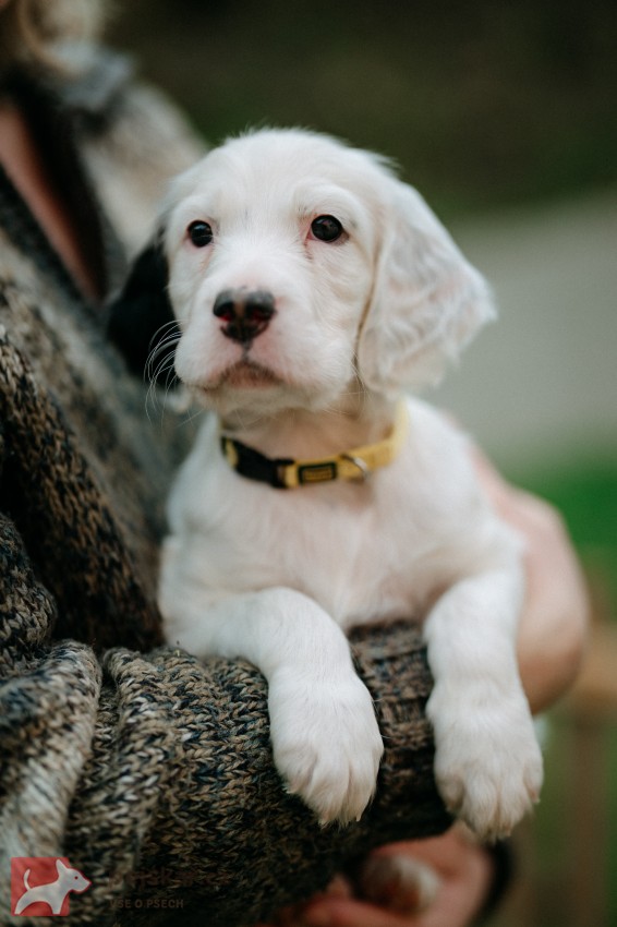 Anglický setr - štěňátka