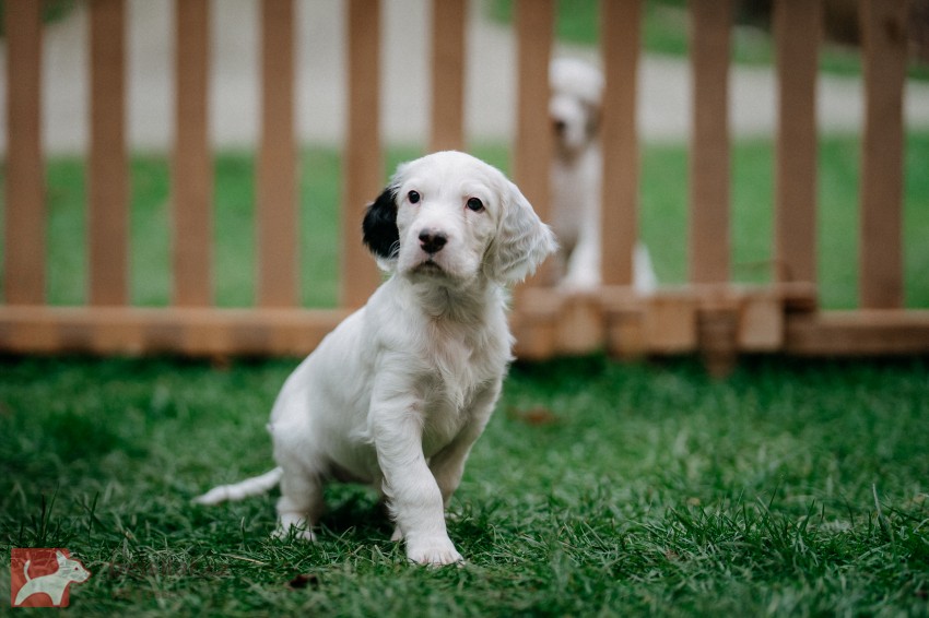 Anglický setr - štěňátka