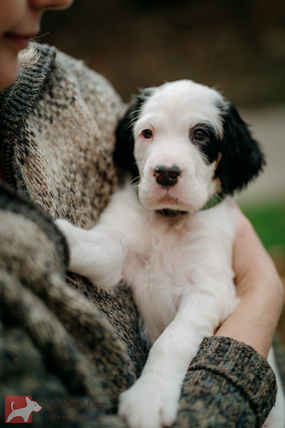 Anglický setr - štěňátka