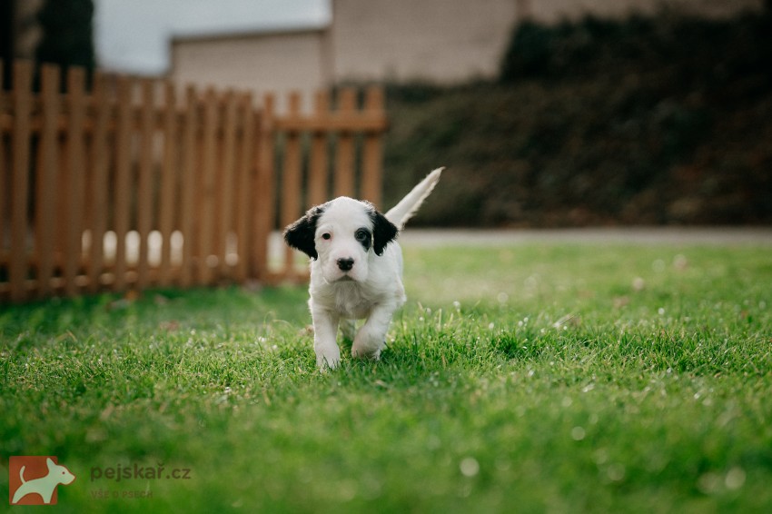 Anglický setr - štěňátka