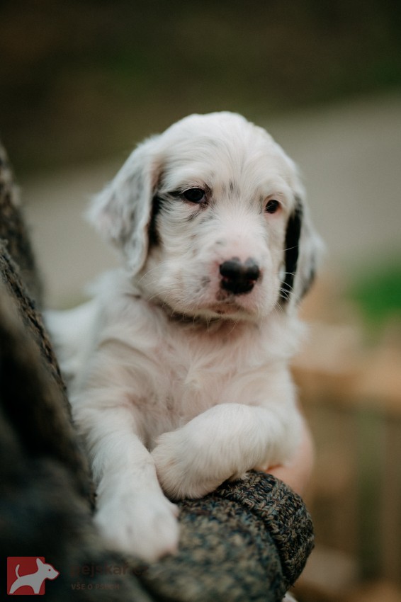 Anglický setr - štěňátka