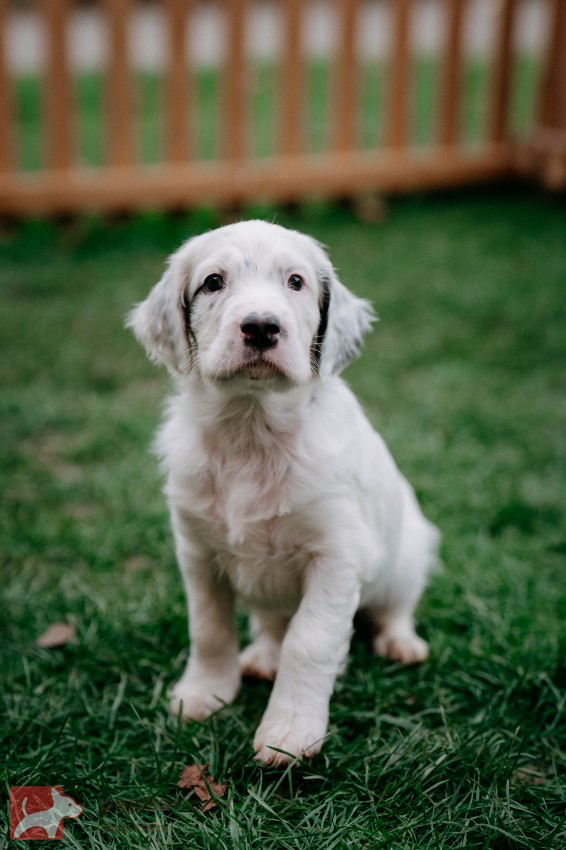 Anglický setr - štěňátka