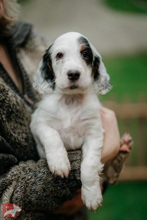 Anglický setr - štěňátka