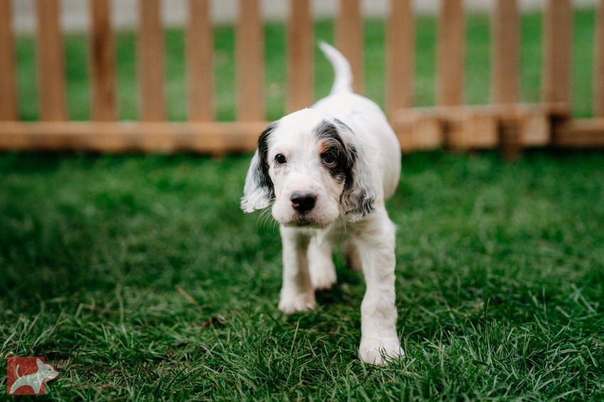 Anglický setr - štěňátka