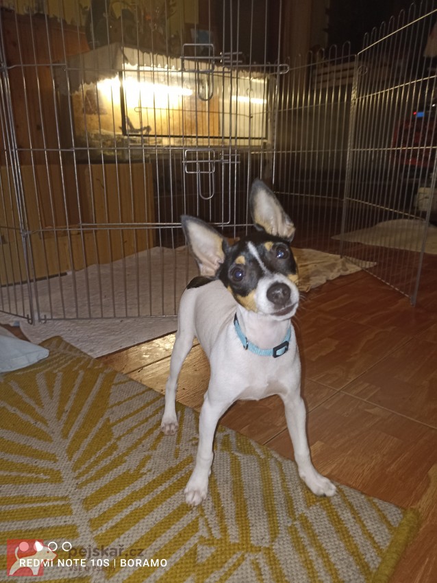 Americký Toy Foxterrier