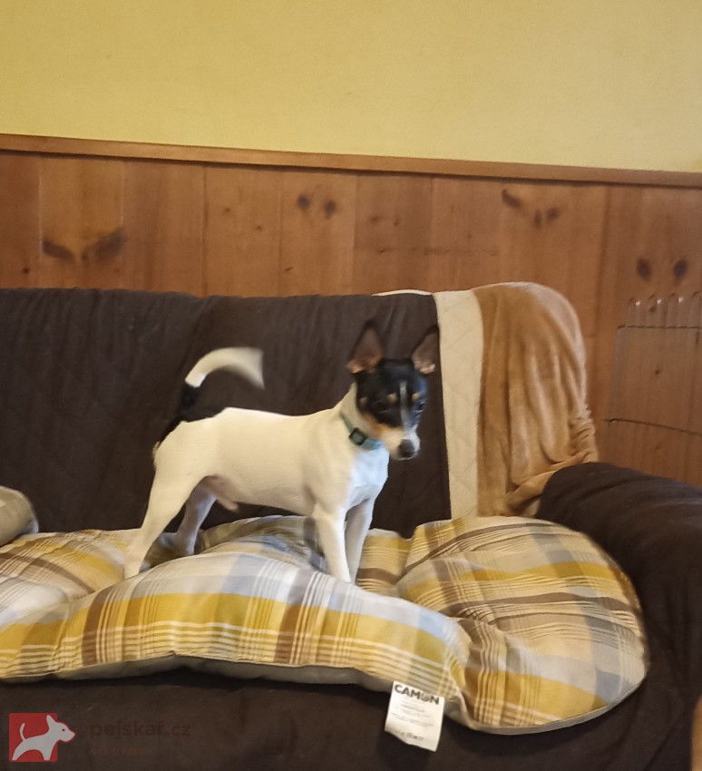 Americký Toy Foxterrier