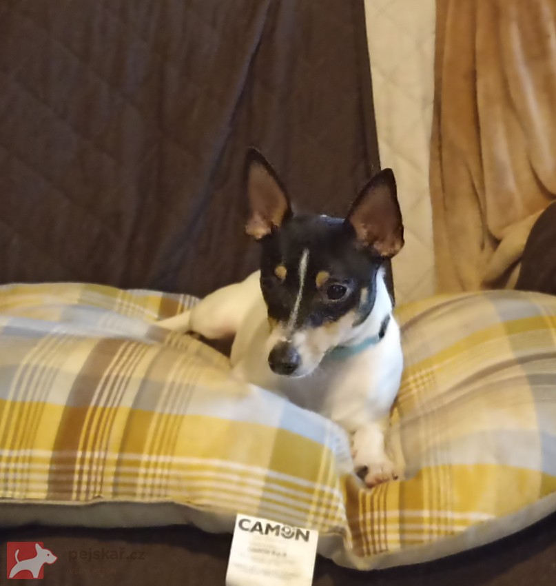 Americký Toy Foxterrier