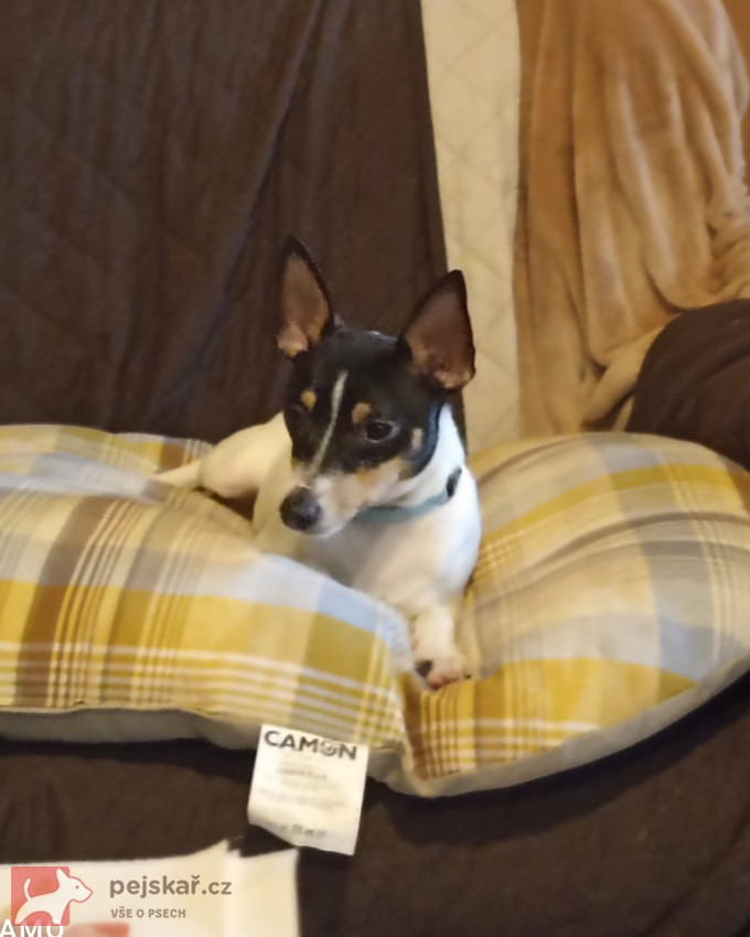 Americký Toy Foxterrier