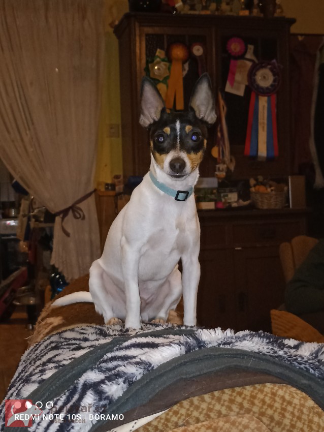 Americký Toy Foxterrier