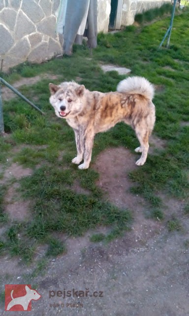 Akita-Inu s PP ke krytí
