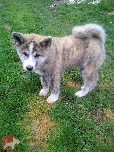 Akita-Inu s PP ke krytí