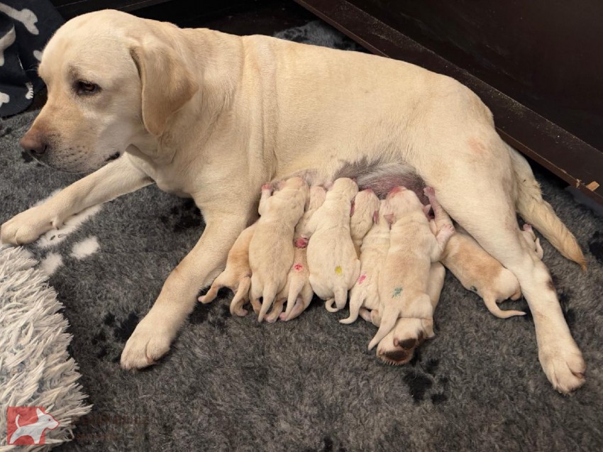 Labradorský retrívr Labradorský retrívr