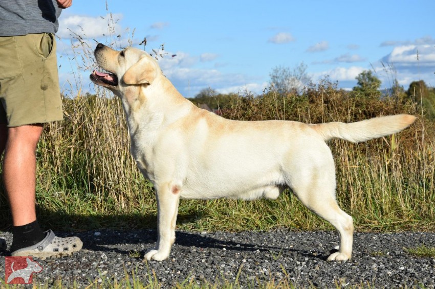 Labradorský retrívr Labradorský retrívr