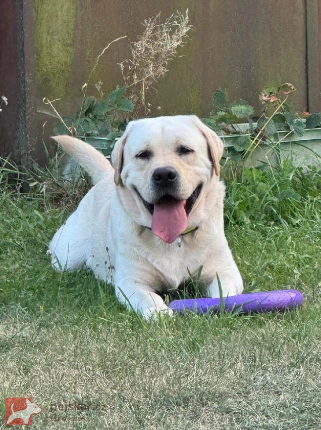 Labradorský retrívr Labradorský retrívr