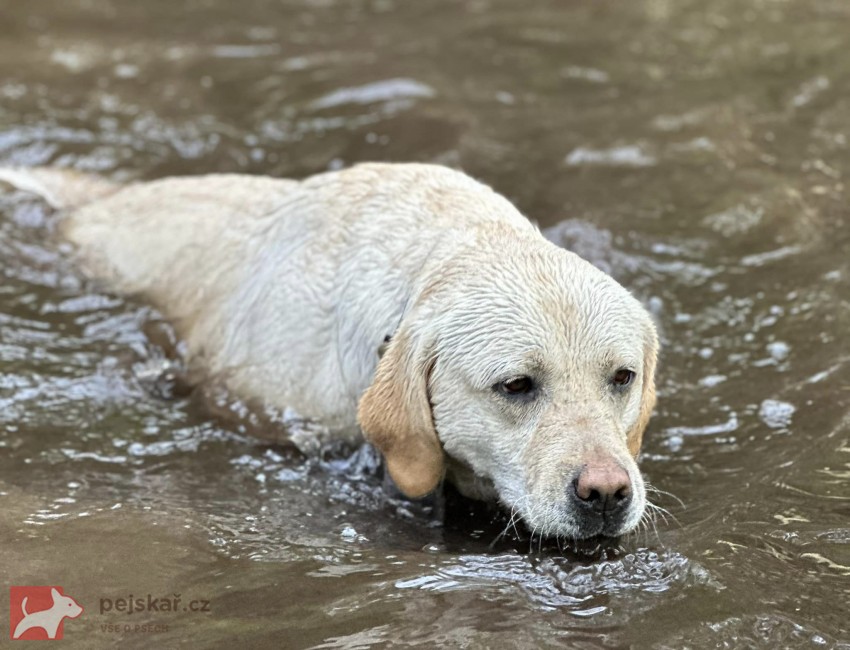 Labradorský retrívr Labradorský retrívr