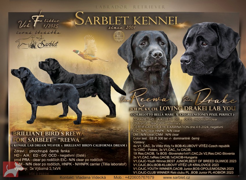 Labradorský retrívr- černá štěňátka s pp Labradorský retrívr- černá štěňátka s pp