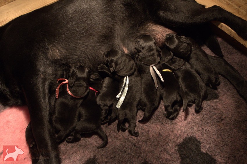 Labradorský retrívr- černá štěňátka s pp Labradorský retrívr- černá štěňátka s pp