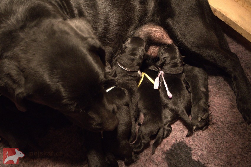 Labradorský retrívr- černá štěňátka s pp Labradorský retrívr- černá štěňátka s pp