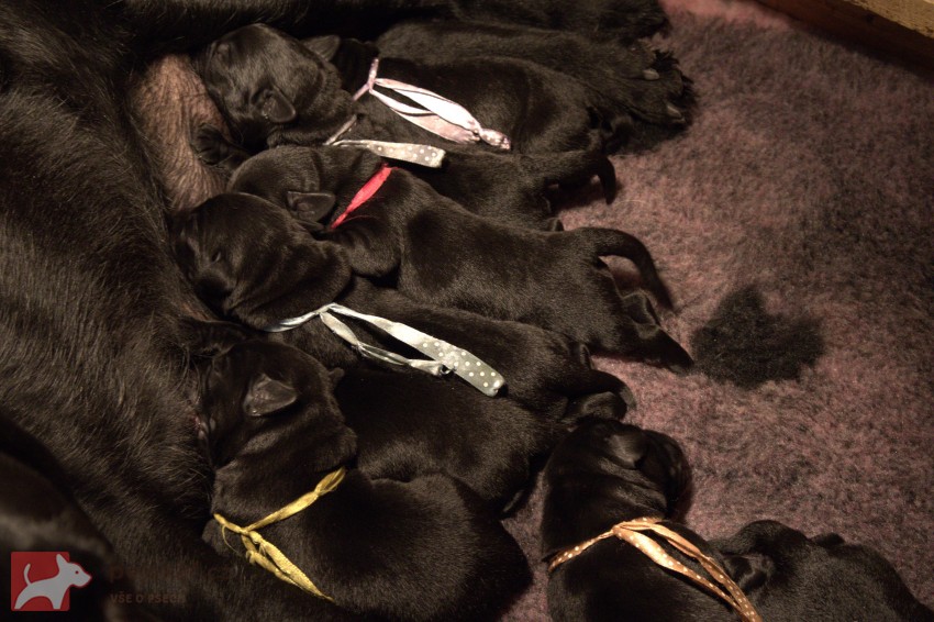 Labradorský retrívr- černá štěňátka s pp Labradorský retrívr- černá štěňátka s pp
