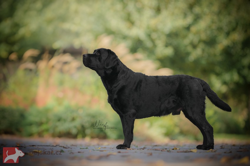 Labradorský retrívr- černá štěňátka s pp Labradorský retrívr- černá štěňátka s pp