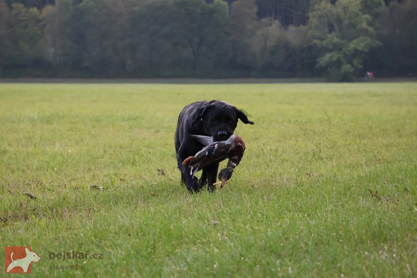 Labradorský retrívr- černá štěňátka s pp Labradorský retrívr- černá štěňátka s pp