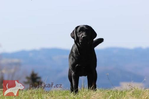 Labradorský retrívr- černá štěňátka s pp Labradorský retrívr- černá štěňátka s pp