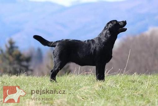 Labradorský retrívr- černá štěňátka s pp Labradorský retrívr- černá štěňátka s pp