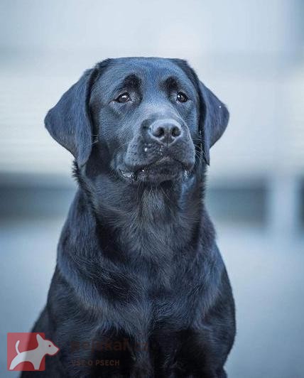 Labradorský retrívr- černá štěňátka s pp Labradorský retrívr- černá štěňátka s pp