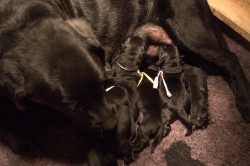 Labradorský retrívr- černá štěňátka s pp