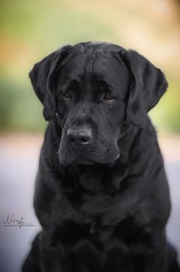 Labradorský retrívr- černá štěňátka s pp