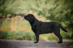 Labradorský retrívr- černá štěňátka s pp