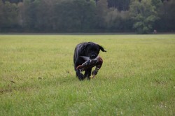 Labradorský retrívr- černá štěňátka s pp
