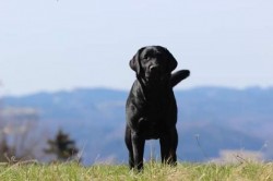 Labradorský retrívr- černá štěňátka s pp