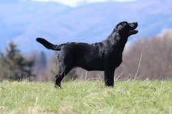 Labradorský retrívr- černá štěňátka s pp