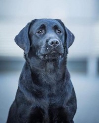 Labradorský retrívr- černá štěňátka s pp