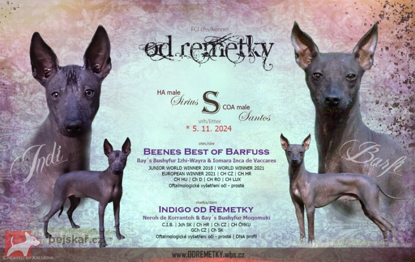 Peruánský naháč osrstěný Peruánský naháč osrstěný