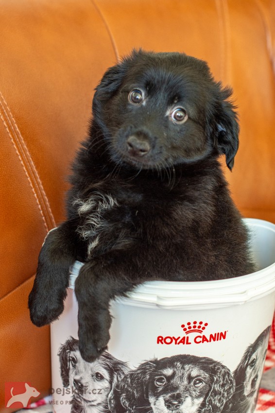 Peruánský naháč osrstěný Peruánský naháč osrstěný