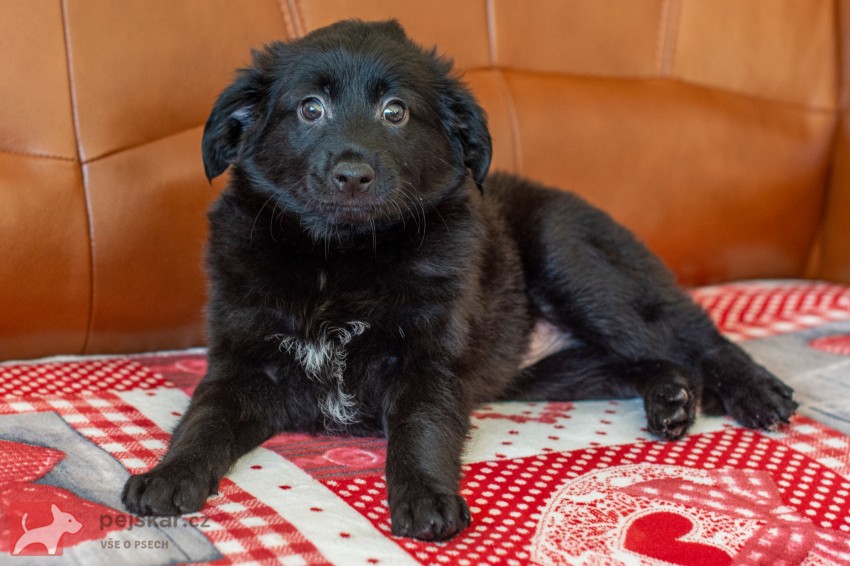 Peruánský naháč osrstěný Peruánský naháč osrstěný