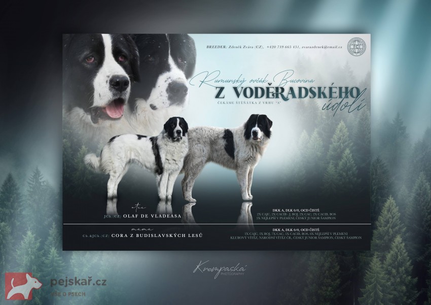 Rumunský ovčák Bucovina s PP