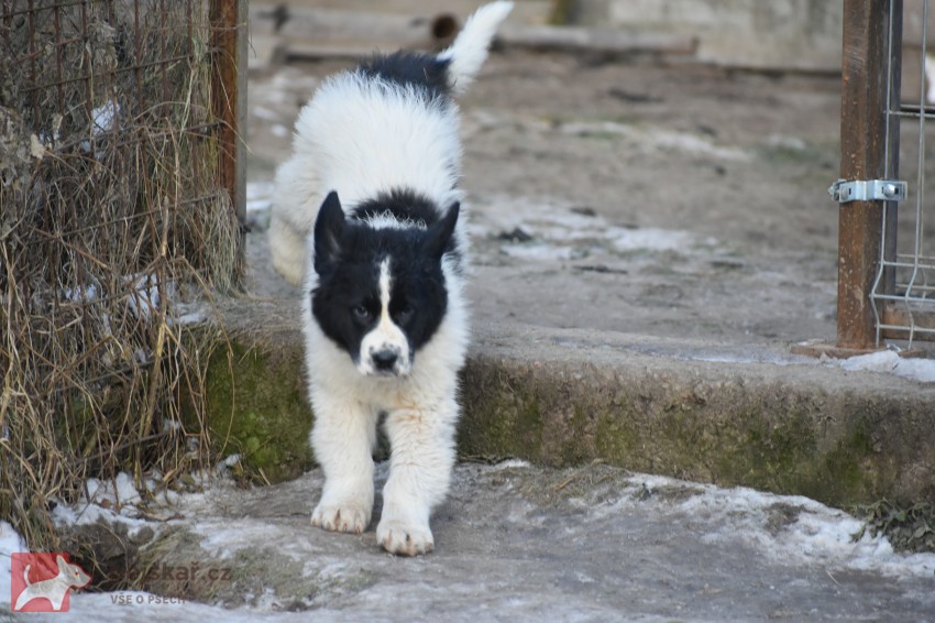 Rumunský ovčák Bucovina s PP