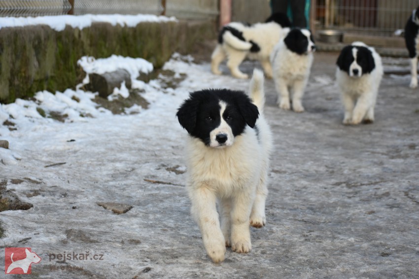 Rumunský ovčák Bucovina s PP