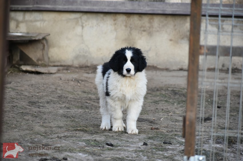 Rumunský ovčák Bucovina s PP