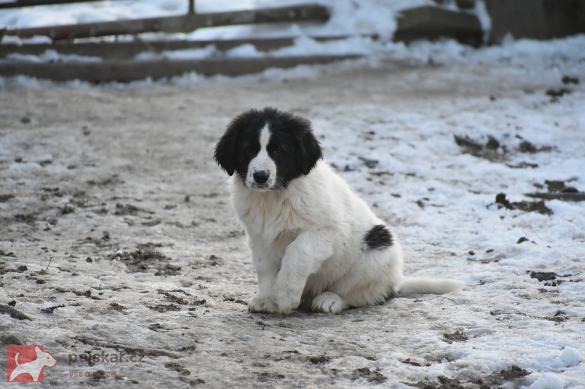 Rumunský ovčák Bucovina s PP