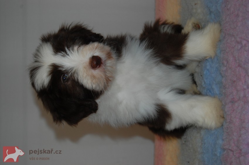Bearded Collie