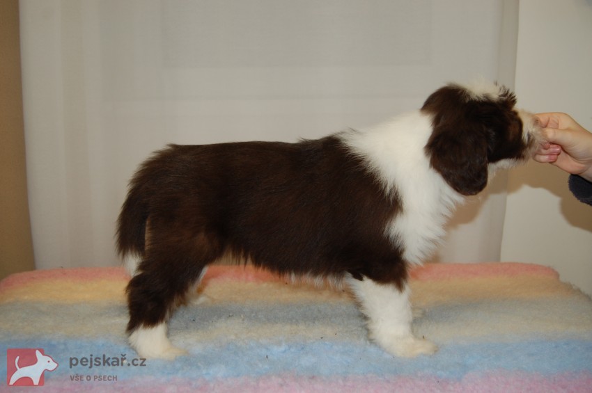 Bearded Collie