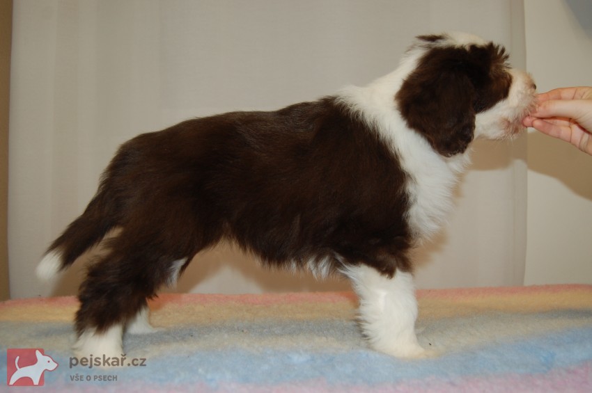 Bearded Collie