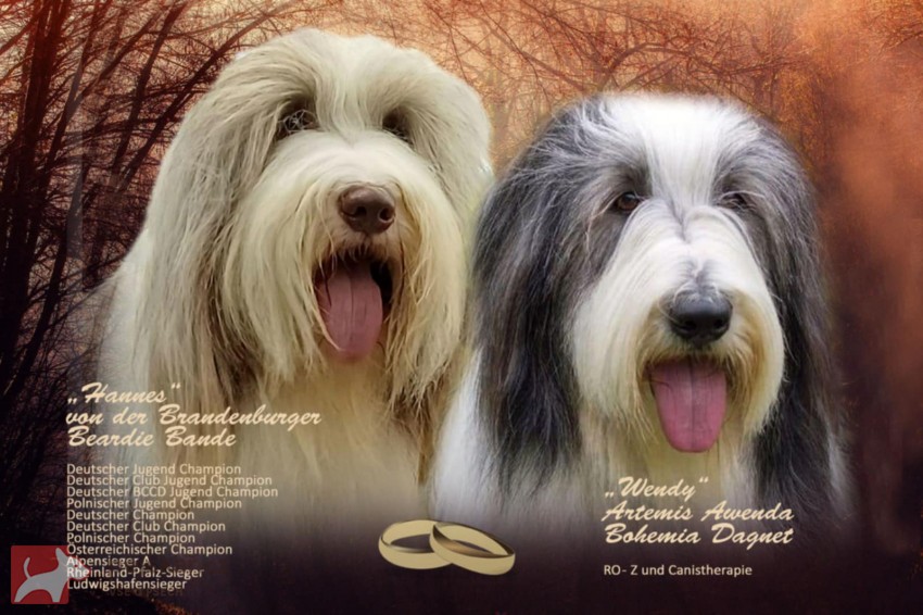 Bearded Collie