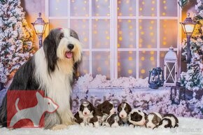 Bearded Collie