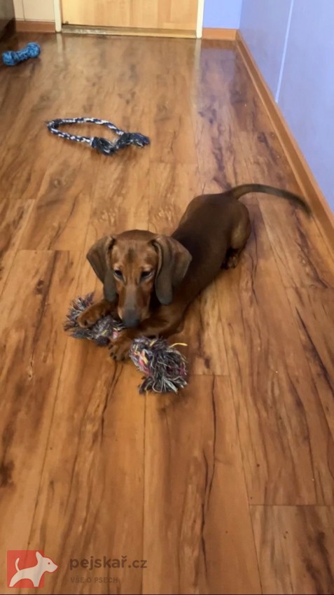 Jezevčík hladkosrstý standard s PP Jezevčík hladkosrstý standard s PP